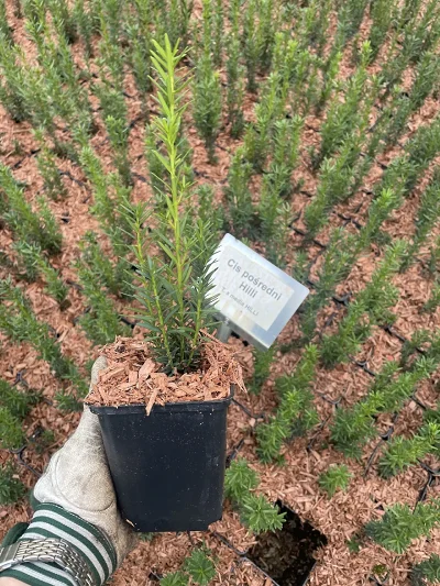 Cis pośrední Hilli P9 – sazenice